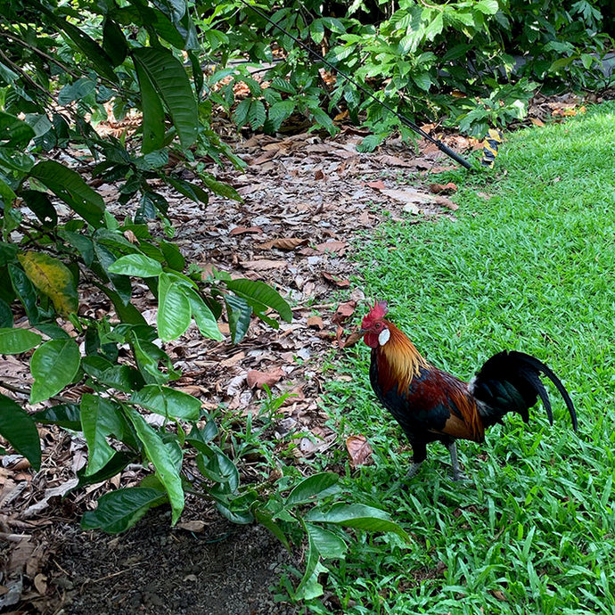 Singapore Postcard: Kampong Chicken or Red Jungle Fowl?