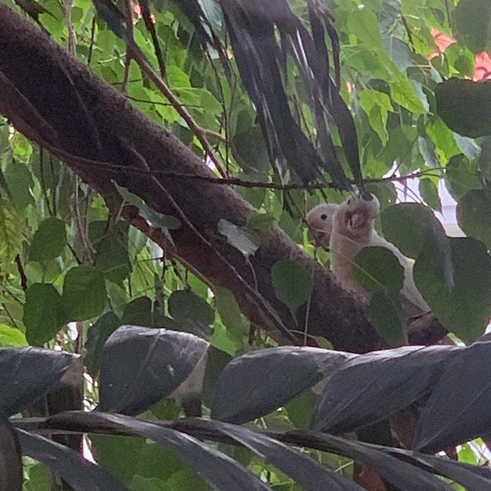 Singapore Postcard: Wild Cockatoos