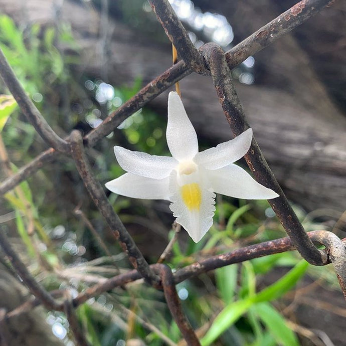 Singapore Postcard: Wild Orchids