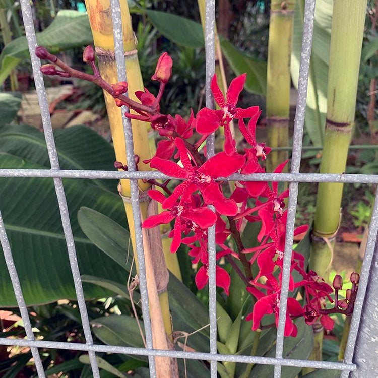 Singapore Postcard Wild Orchids Infinite Twist