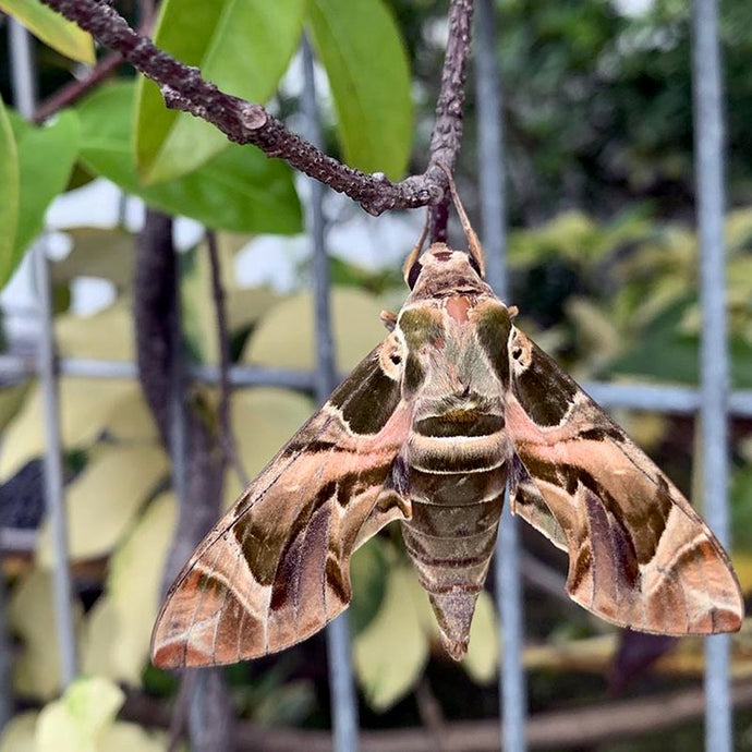 Singpore Postcard: Oleander Hawk Moth