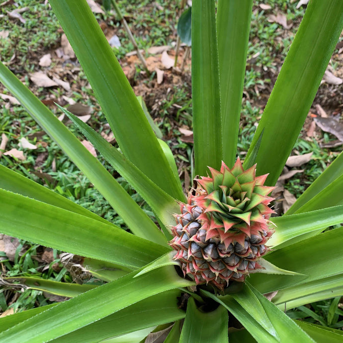 Singapore Postcard: Wild Pineapples