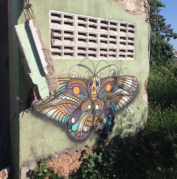 chiangmai postcard #2: thai butterflies