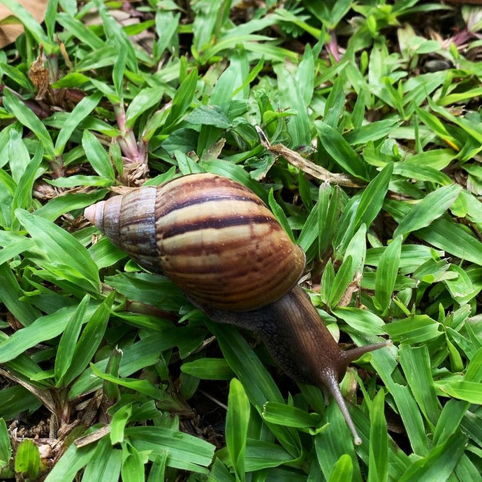 Friday Postcard: Even the snails are different