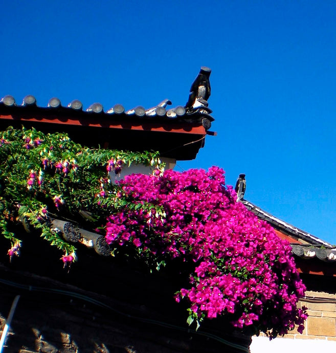 hawaiian flower postcard: bougainvillea