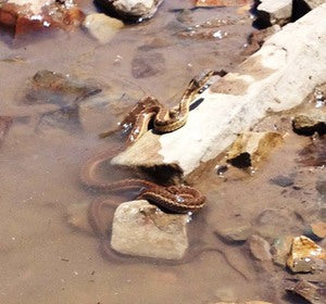 river postcard #3: river creatures