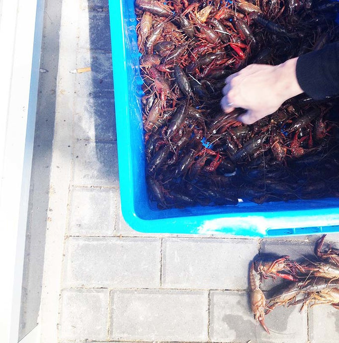 shanghai postcard #16: xiaolongxia