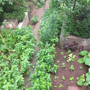 shanghai postcard #19: books & squirrels