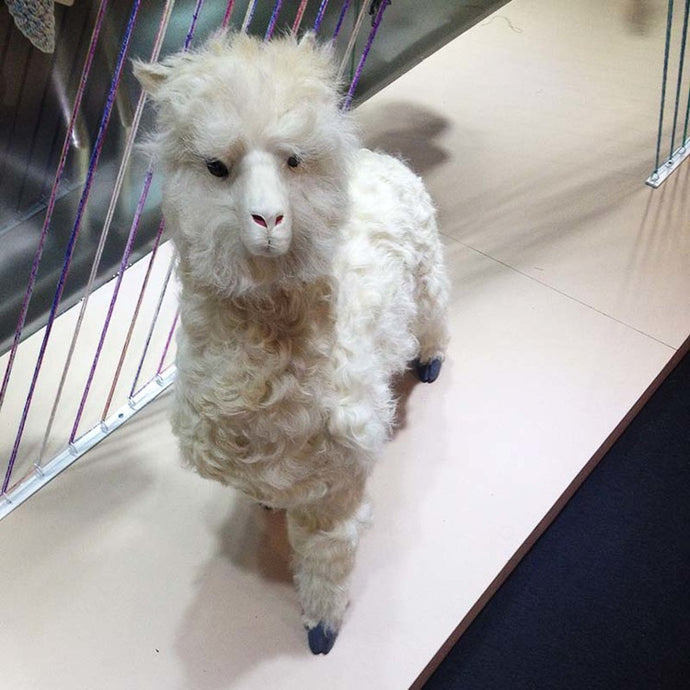 shanghai postcard #22: wool show